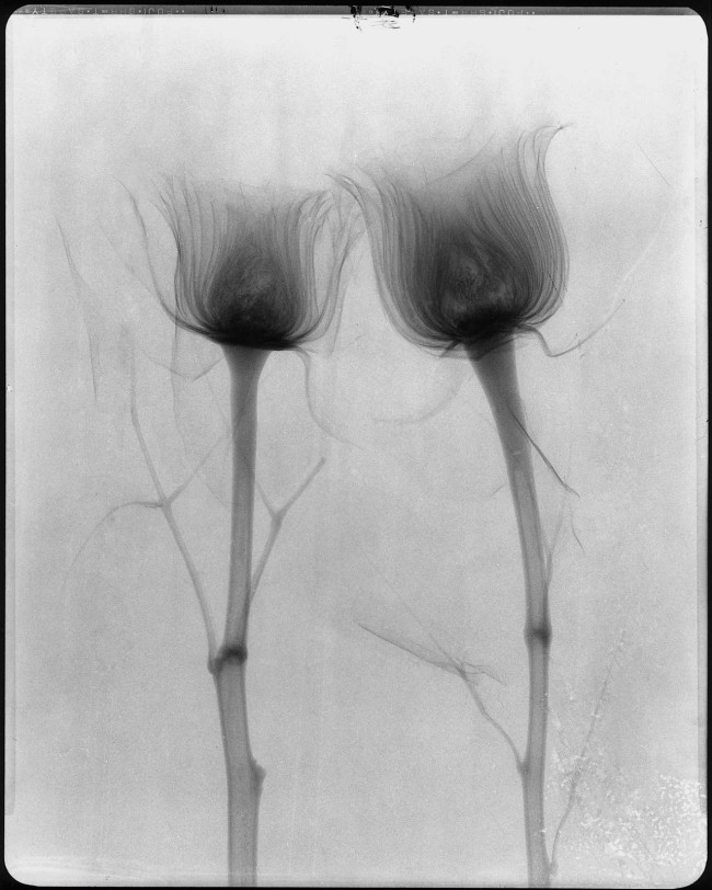 X-RAY_one002